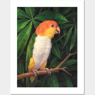 White Bellied Parrot Posters and Art